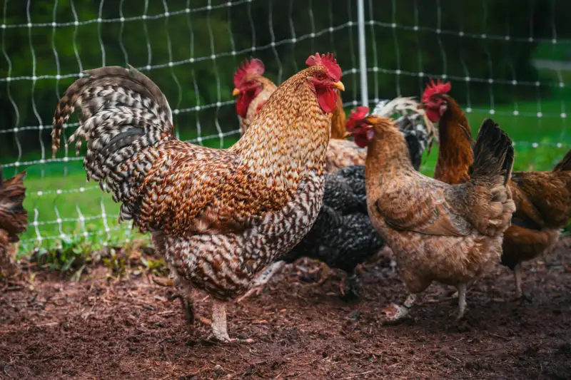 IPS IT-Schulungen - IT Consulting in Bielefeld 1 Bielefelder Kennhuhn